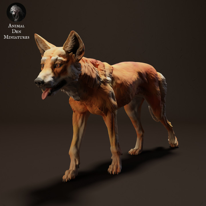 Dingo Walking image