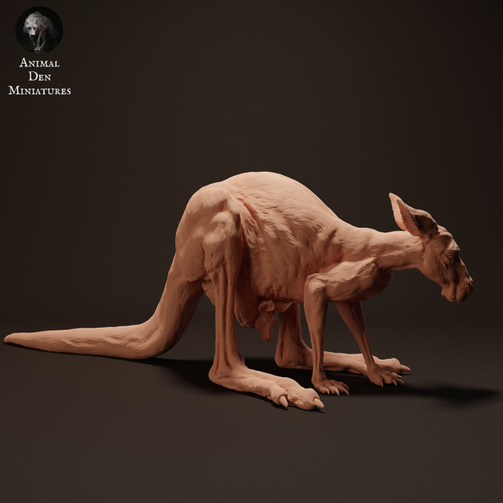 Red Kangaroo Female