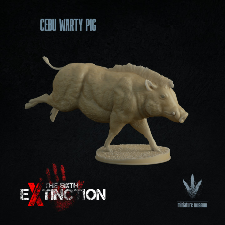 Cebu warty pig : Running