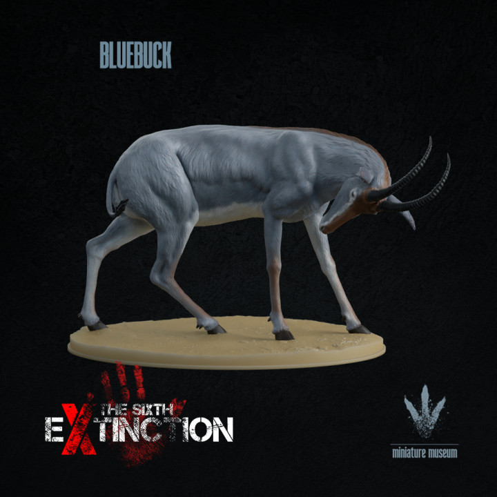Bluebuck : The Blue Antelope image