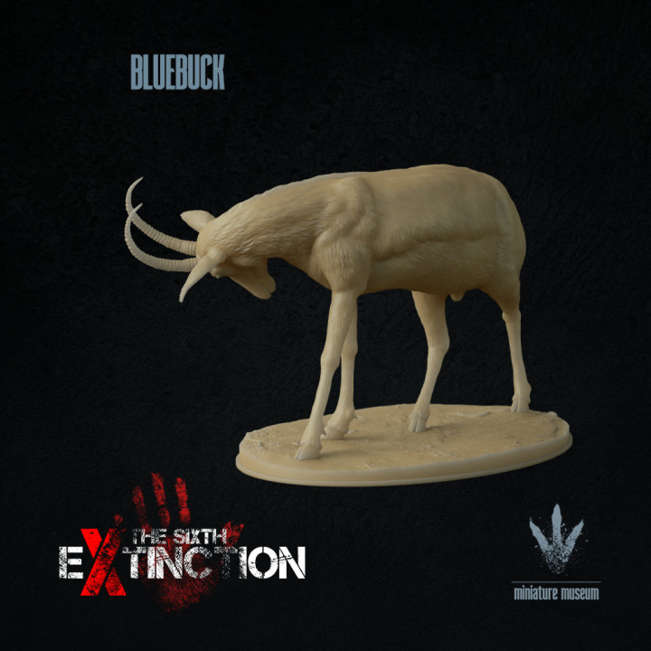 Bluebuck : The Blue Antelope image