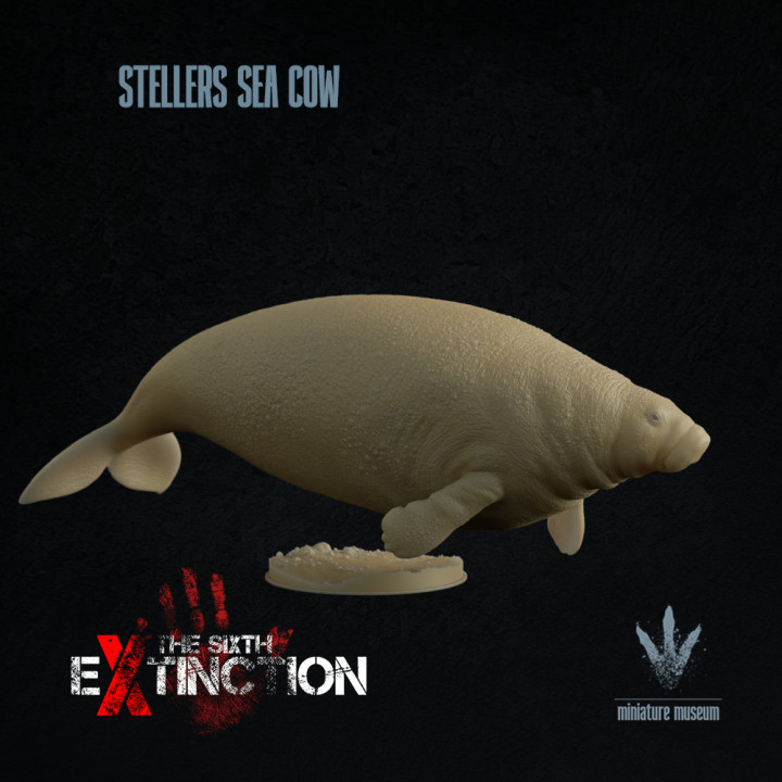 Steller's sea cow : Hydrodamalis gigas