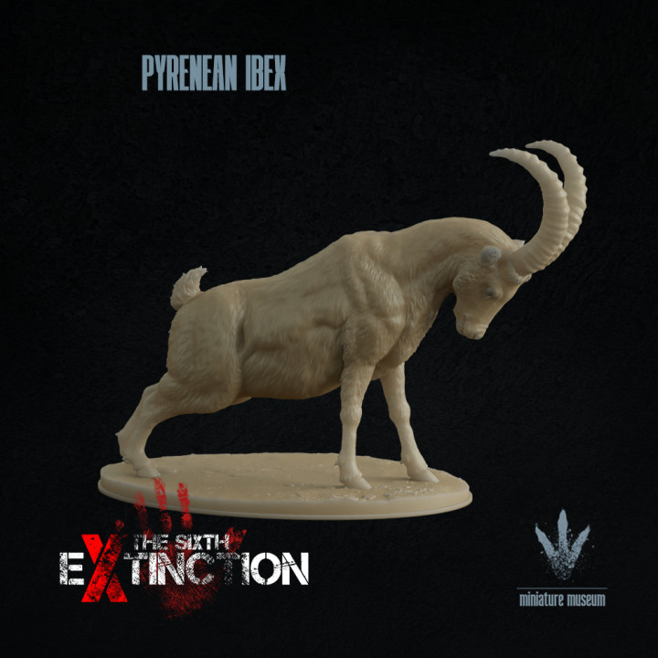 Pyrenean ibex : Display image