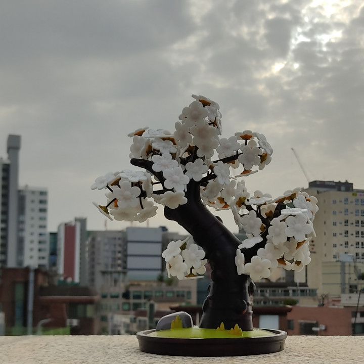 Sakura tree bonsai