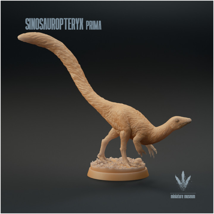 Sinosauropteryx prima : The Feathered Theropod image