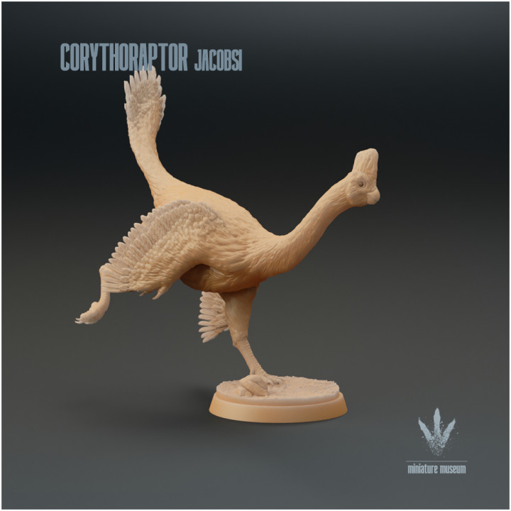 Corythoraptor jacobsi : Running image