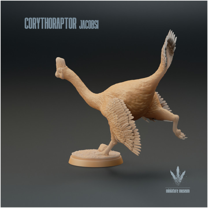 Corythoraptor jacobsi : Running image