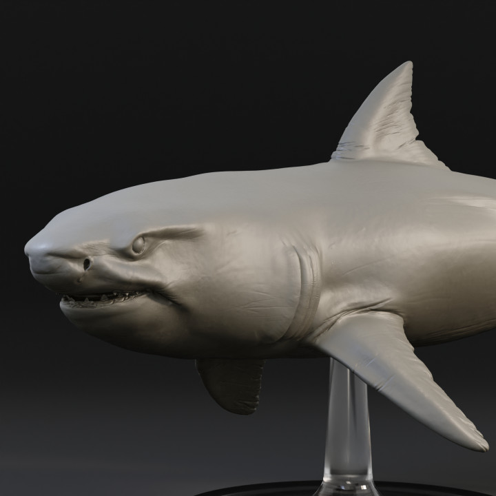 Great white shark image