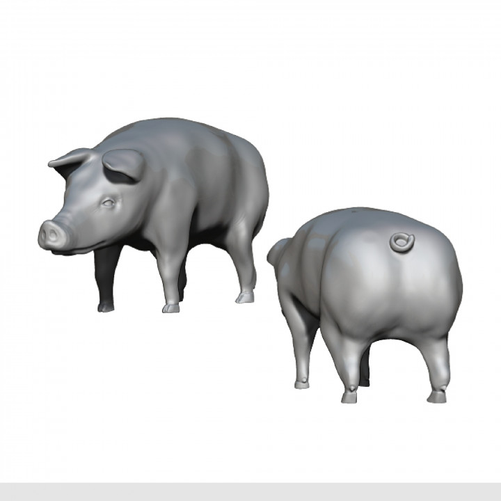 Pigs image