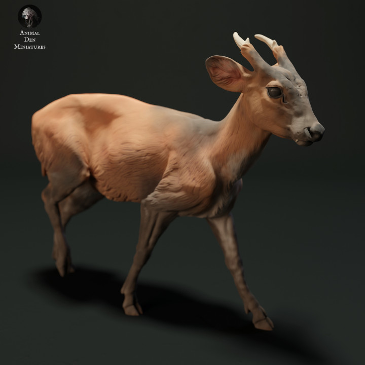 Muntjac Deer image