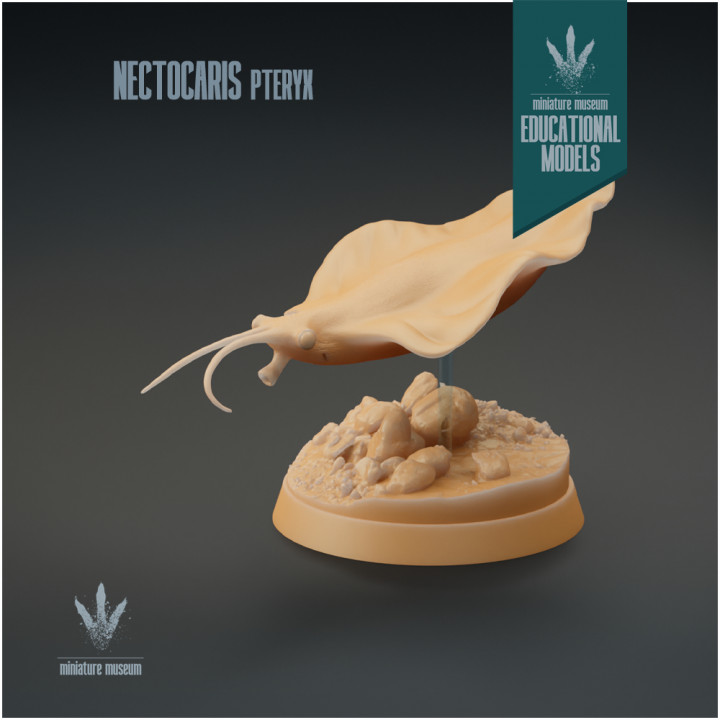 Nectocaris pteryx : Prehistoric Squid-like Predator