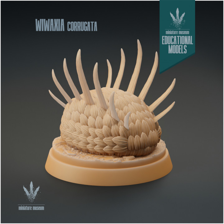 Wiwaxia corrugata : Armoured Slug-like Organism