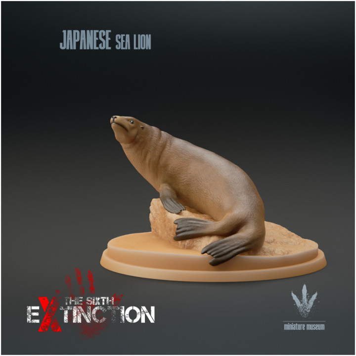 Japanese Sea Lion : Zalophus japonicus image