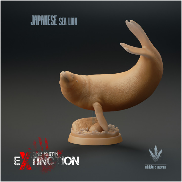 Japanese Sea Lion : Graceful Swimmer