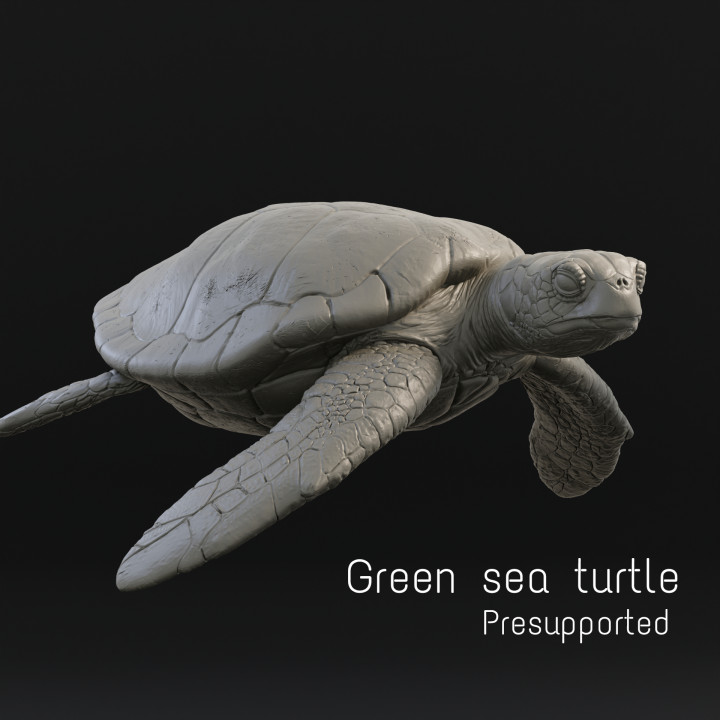 Green sea turtle image