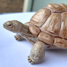 Picture of print of TORTOISE