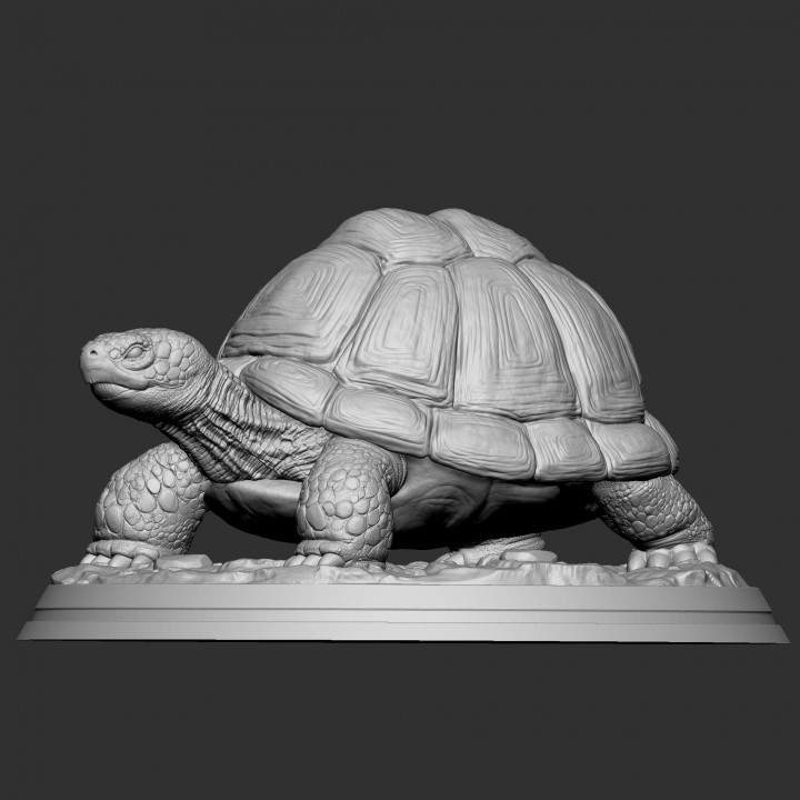 TORTOISE image