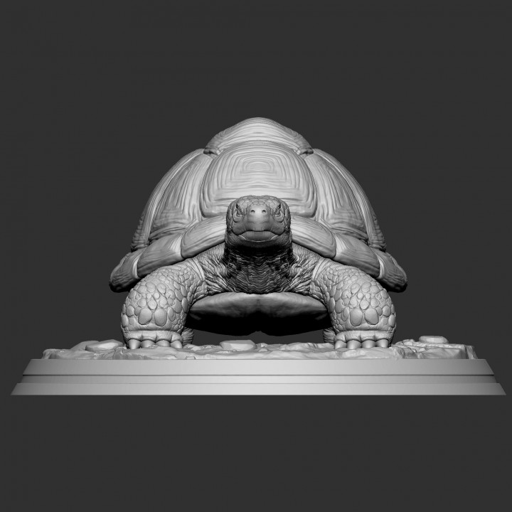 3D Printable TORTOISE by YD STUDIO