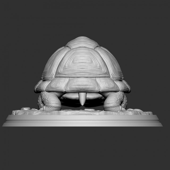 TORTOISE image