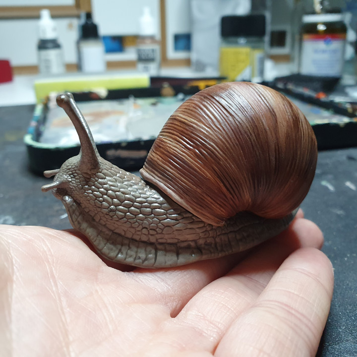 Burgundy Snail (Helix pomatia) 1:1 Life sized image