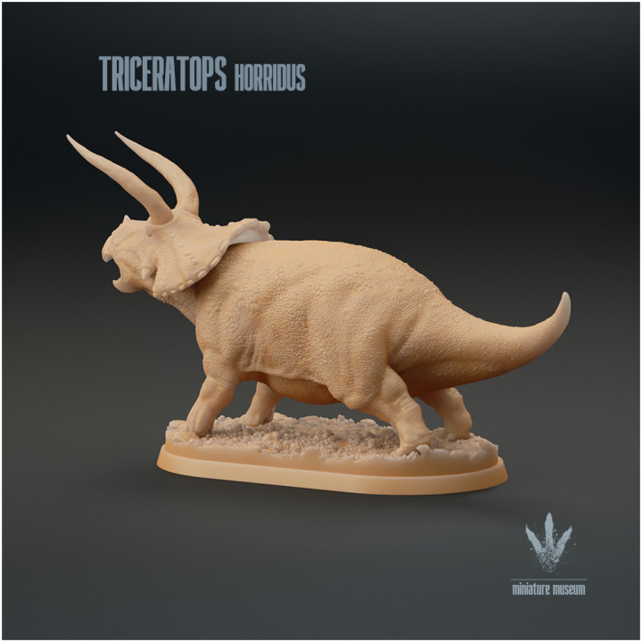 Triceratops horridus : Display