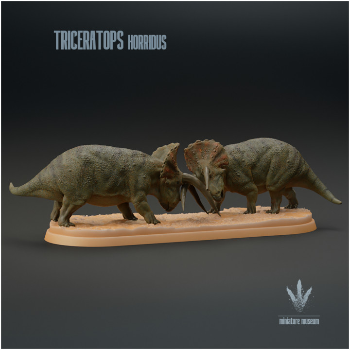 Triceratops horridus : Clash of the Titans image