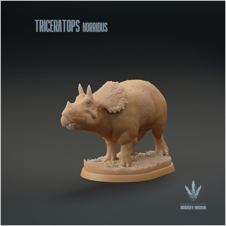 Triceratops horridus : Baby Triceratops