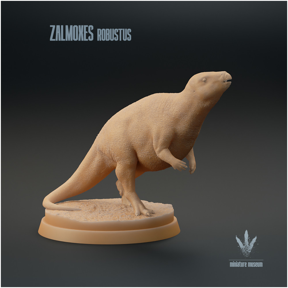 置物 Rare Species 1000X1000-zalmoxesmain3.jpg