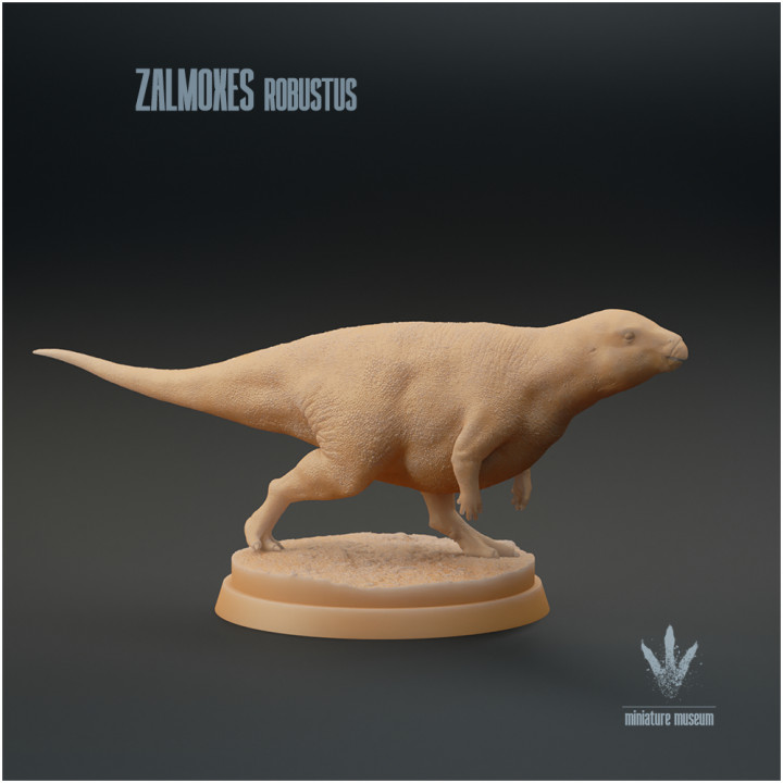 Zalmoxes robustus : Running image