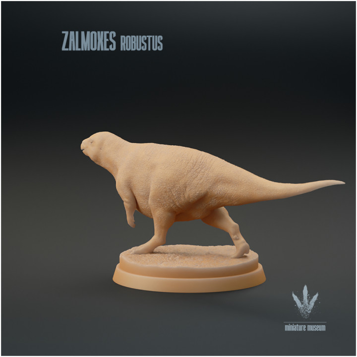 Zalmoxes robustus : Running