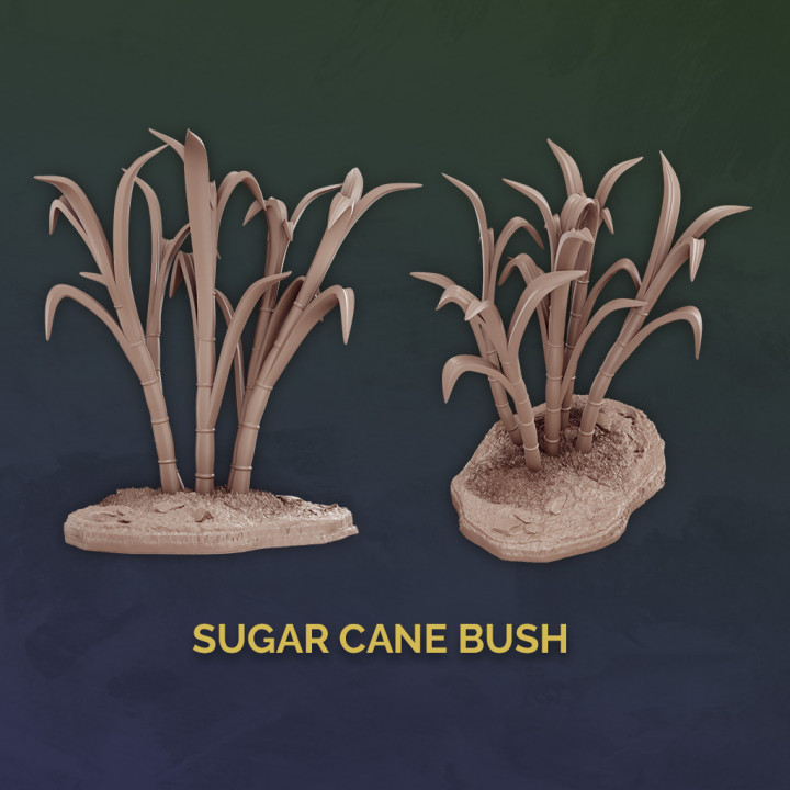 Sugar Cane Bush