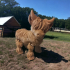 Flexi Cute Highland Cow Articulated print image