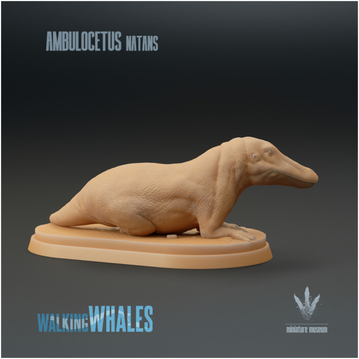 Ambulocetus natans : Land Whale image