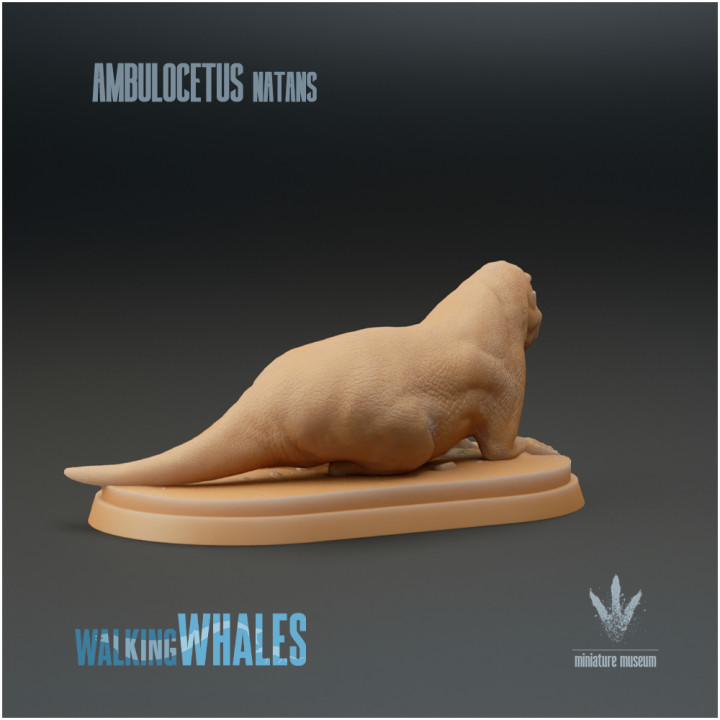 Ambulocetus natans : Land Whale image