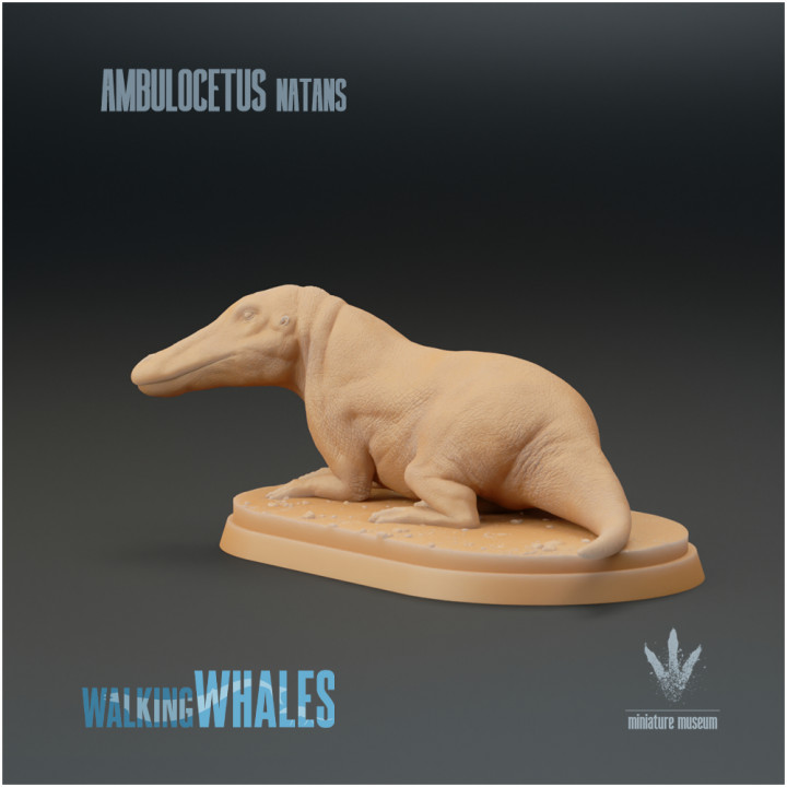Ambulocetus natans : Land Whale image