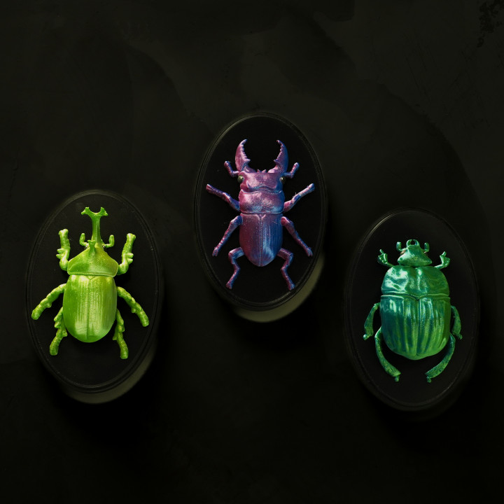 Beetles on the Wall — Rhino image
