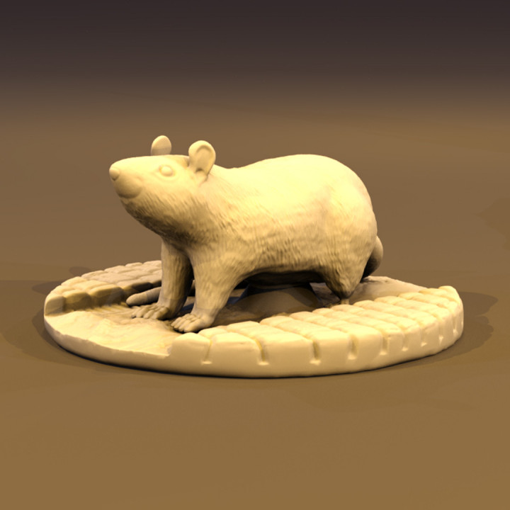 Rat image