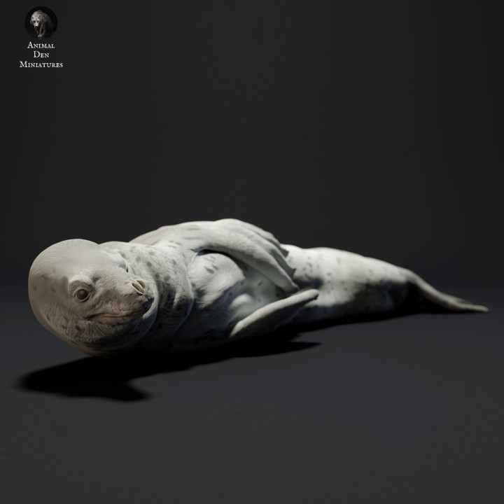 Leopard Seal Lying image