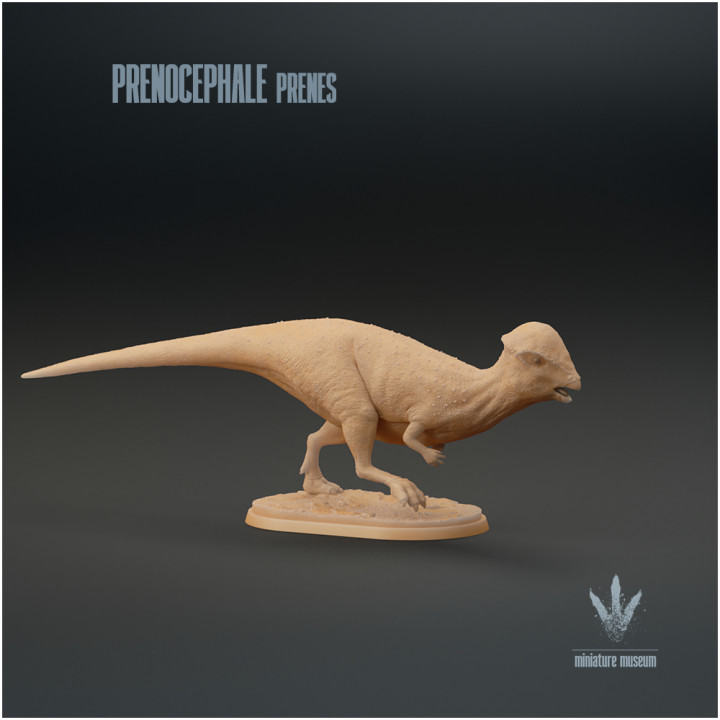 Prenocephale prenes : Running