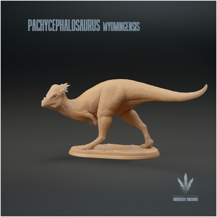 Pachycephalosaurus wyomingensis : The Thick-headed Lizard image