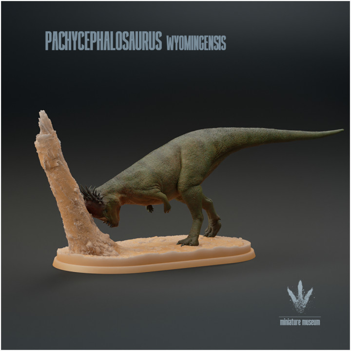 Pachycephalosaurus wyomingensis : Looking for a meal image