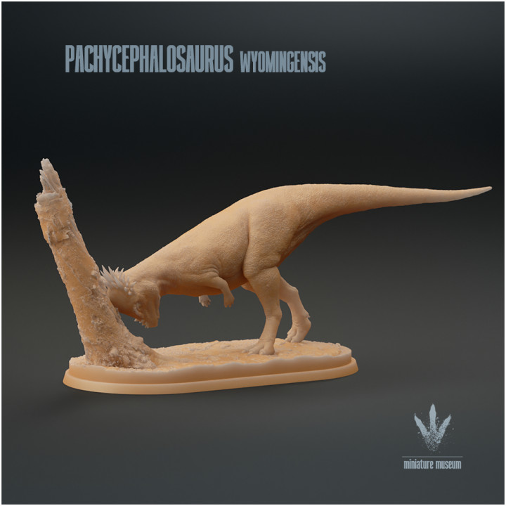 Pachycephalosaurus wyomingensis : Looking for a meal image