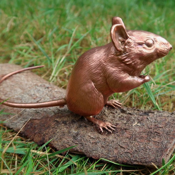 Wood Mouse image