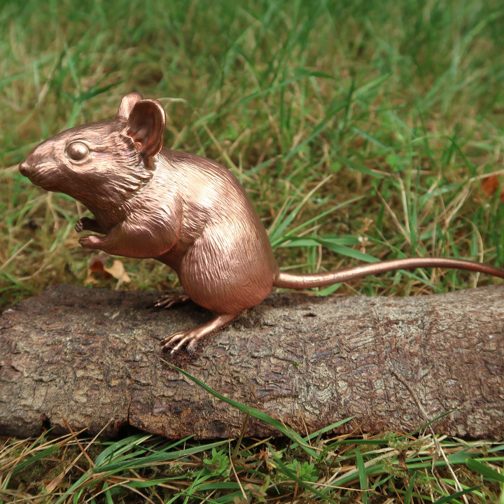 Wood Mouse image