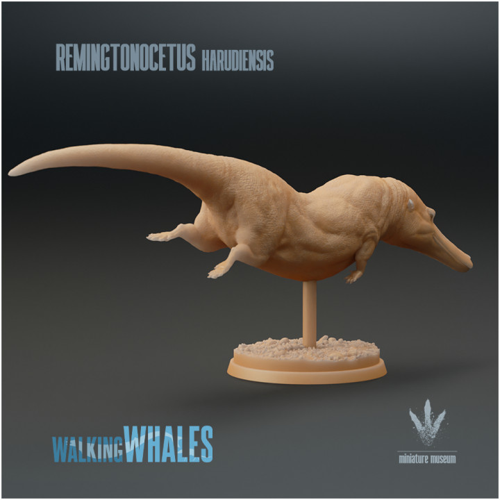Remingtonocetus harudiensis : The Slender Whale image