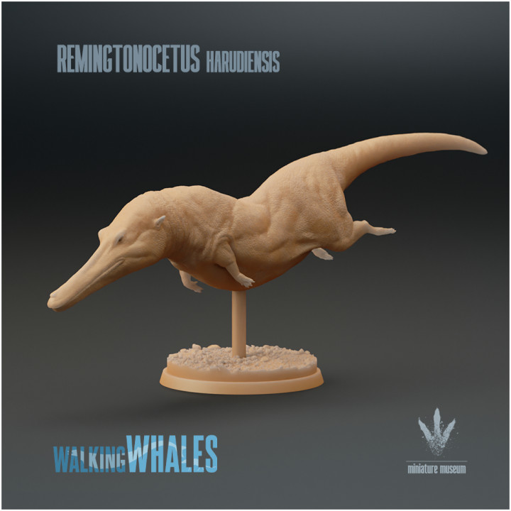 Remingtonocetus harudiensis : The Slender Whale image