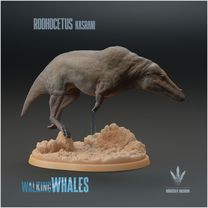 3D Printable Rodhocetus kasrani : The Arch-shaped Whale by Miniature Museum