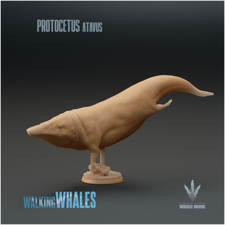 Protocetus atavus : The First Whale image