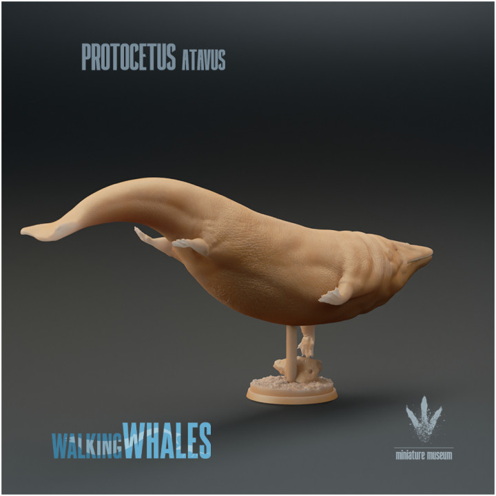 Protocetus atavus : The First Whale image