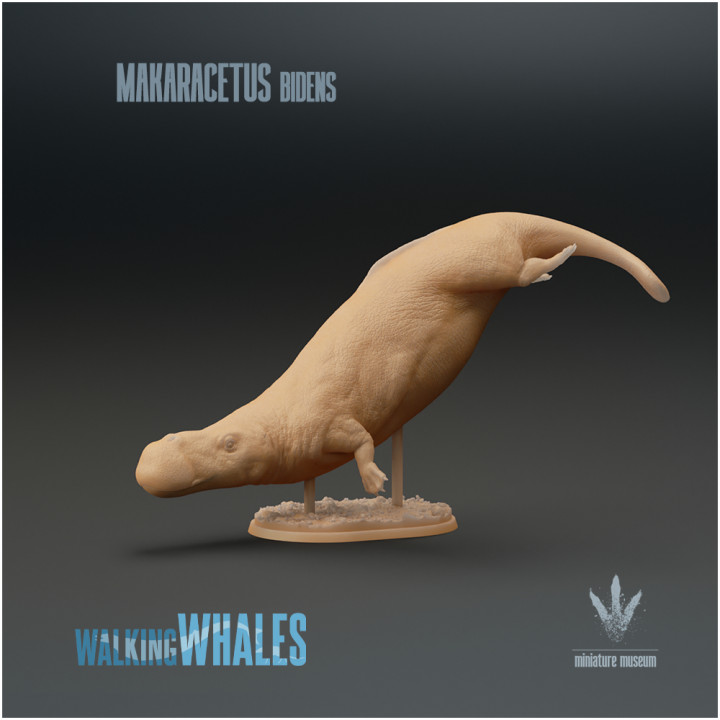 Makaracetus bidens : Hippo-like Whale